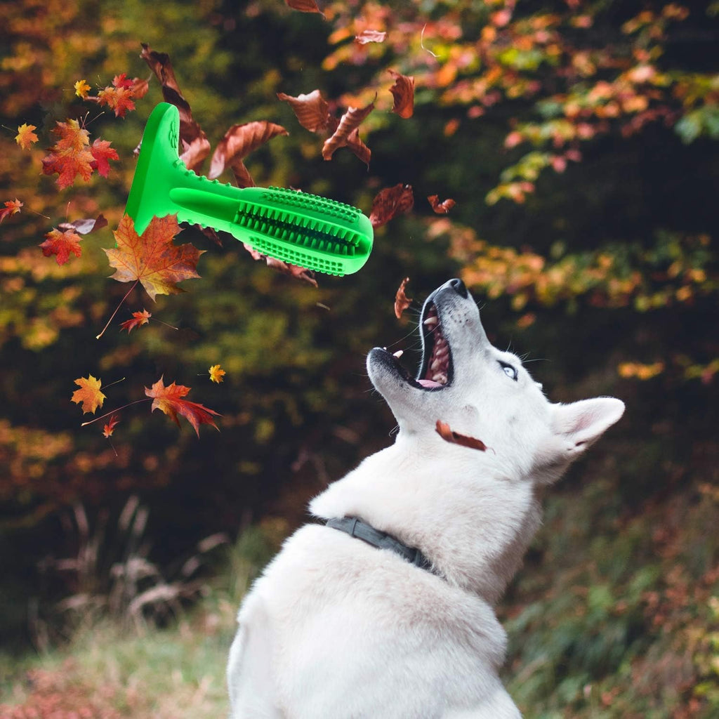 Dog Chew Toothbrush – Dental Cleaning Toy for Dogs | Plaque Removal & Fresh Breath | Durable Chew Toy
